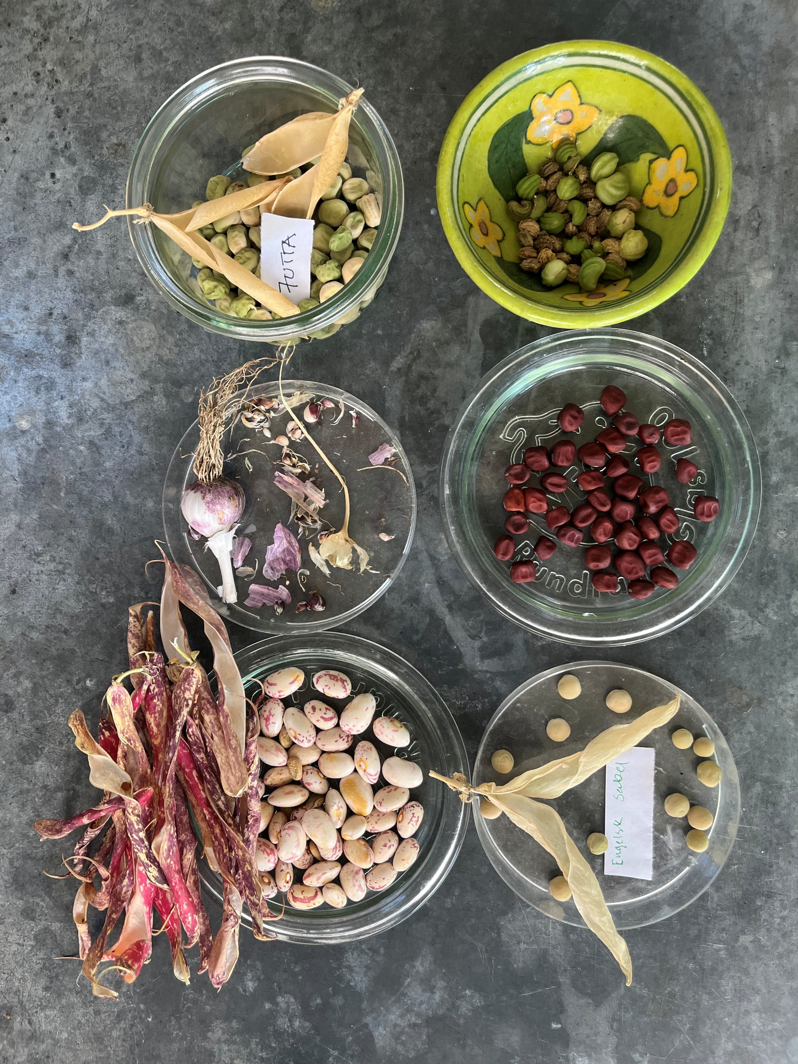 den dyrkede biodiversitet